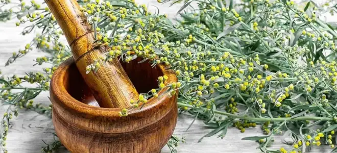 Полынь лечебные свойства, исследования пользы и вреда