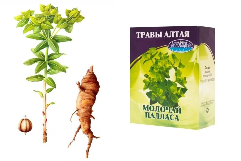 Внешний вид и продукт молочая Палласа-Фишера