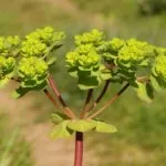 Цветы молочая солнцегляда