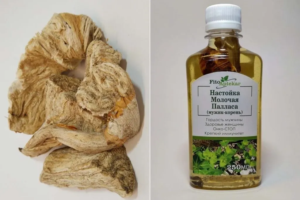 Корень и настойка Молочая Палласа