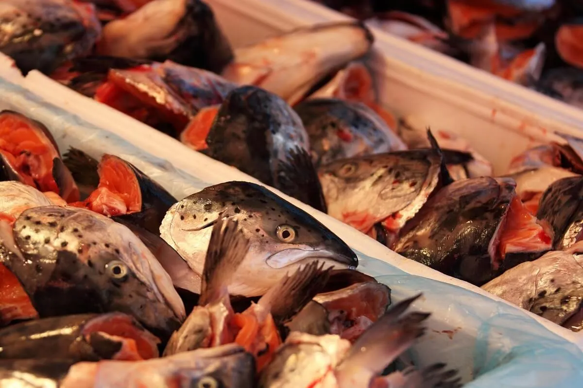 Самая полезная морская и речная рыба для человека, исследования